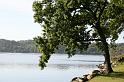 Tree and water